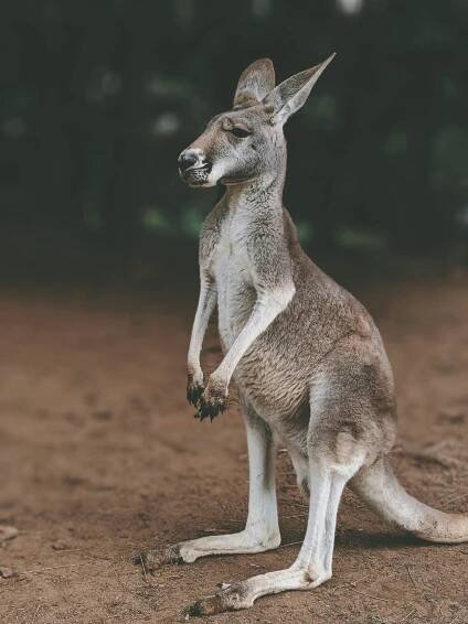 Základová fotografie na téma austrálie, australská divoká zvěř, australská fauna, australská příroda, australské volně žijících