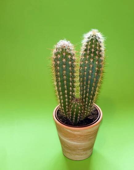 Základová fotografie na téma botanický, čeleď kaktusovitých, dekor, detail, detail kaktusu, domácí výzdoba, echinocactus