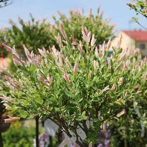 Vrba celolistá 'Hakuro Nishiki' květináč 3 litry, kmínek 60cm, stromek | Viame.cz