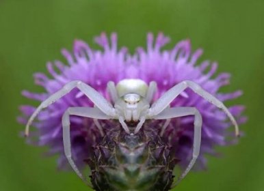 Krabí pavouk, volně žijící hmyz — Stock obrázek
