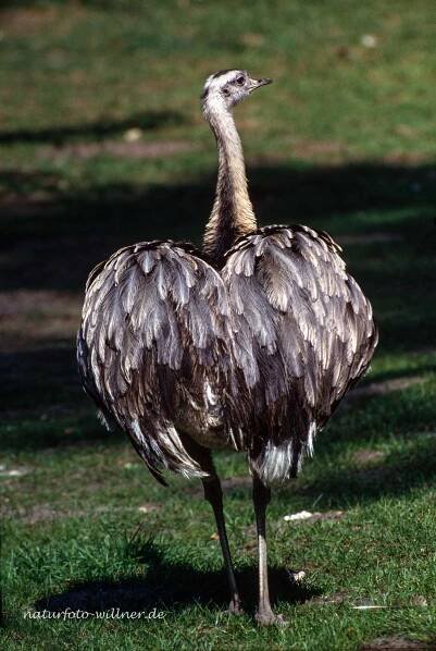 Vögel weltweit – Naturfoto Willner