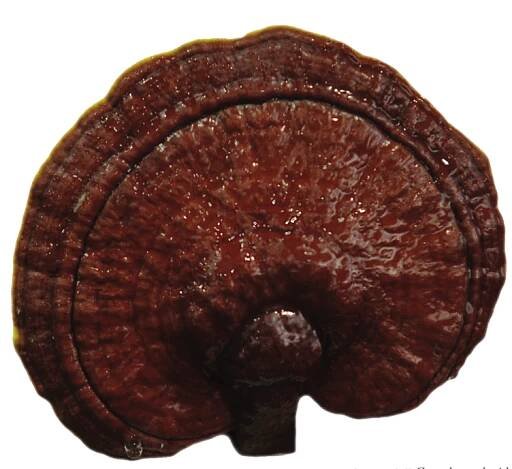 Ganoderma - Natúrtáplálék