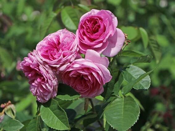 Rosa 'Minerva'®- stromková - Obrázek 2