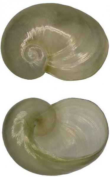 Eucobresia nivalis