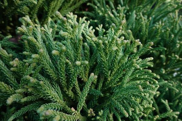 Cryptomeria japonica ‘Vilmoriniana’ (Zdroj: Shutterstock)