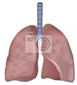 kuřáci plíce zdravotní eps10 vektorové ilustrace