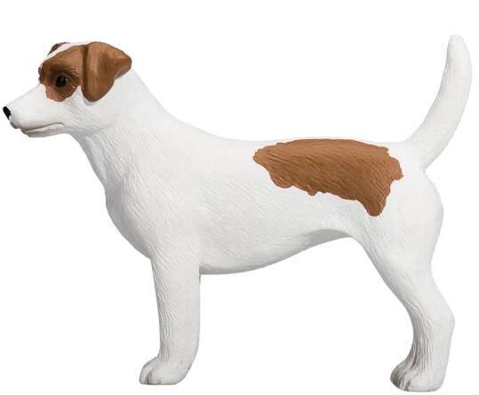 MOJO - Jack Russell Terrier