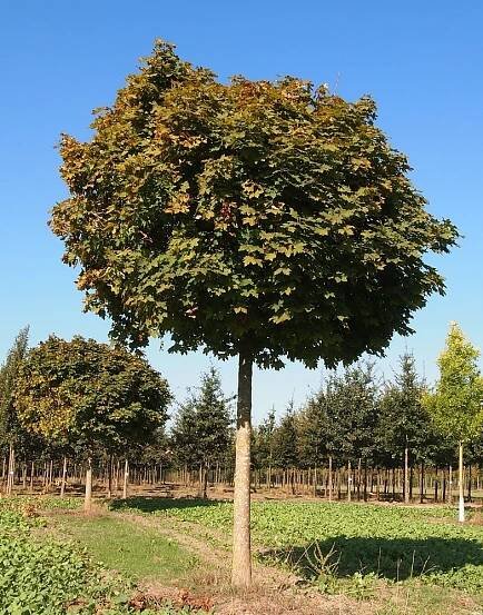 Acer platanoides ́Globosum ́ (Javor mliečny)