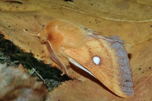 Eriogaster catax - Catalogue of the Lepidoptera of Belgium 