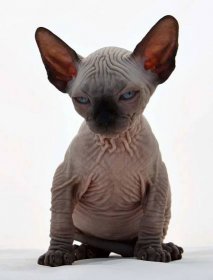 Adorable Canadian Sphynx Cat Lounging Wallpaper