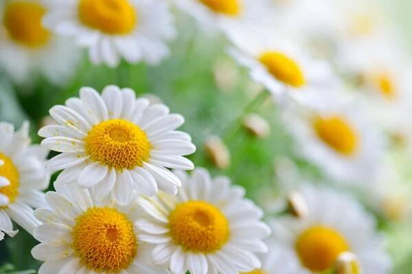 A beautiful daisy in full bloom