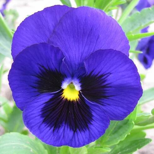 Sirôtka Schweizer Riesen Alpensee – Viola wittrockiana – semená