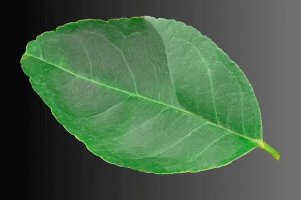 Lemon Leaf: A Perfect Mix of Wellness and Aroma 9