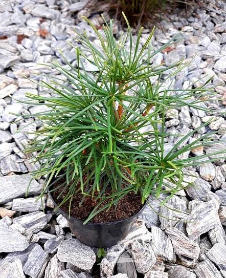 PAJEHLIČNÍK PŘESLENATÝ - SCIADOPITYS VERTICILLATA