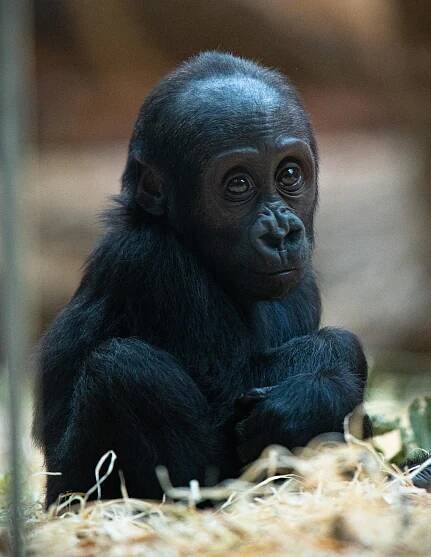 FOTO: Gorilí samička Mobi z pražské zoo oslavila první narozeniny