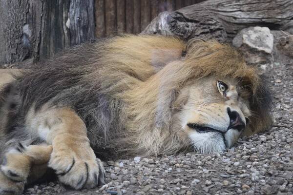 Фотогалерея • Bojnice Zoo (Зоопарк) • Mapy.com
