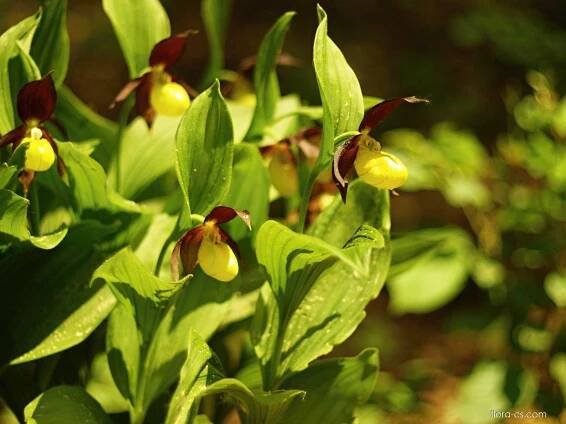 Střevíčník pantoflíček (Cypripedium calceolus)
