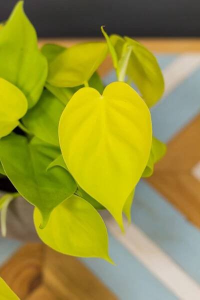 Philodendron ‘Lemon Lime' - Image 2