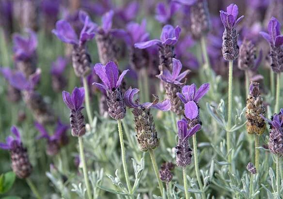 23 Types of Lavender Varieites for a Fragrant and Colorful Garden
