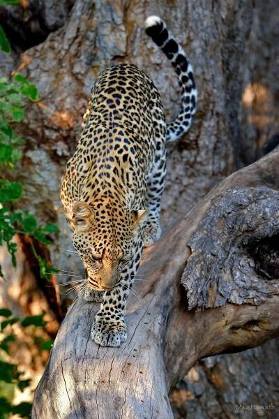 Leopard