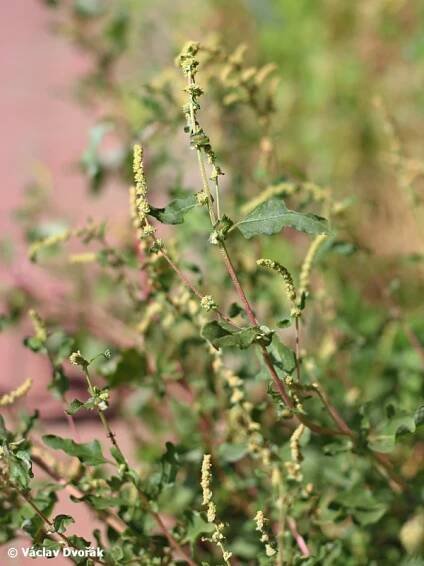 Atriplex tatarica - lebeda tatarská | Amaranthaceae - laskavcovité | Natura Bohemica