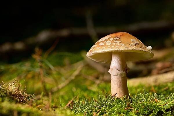Houba Perlová Les Lesní - Fotografie zdarma na Pixabay