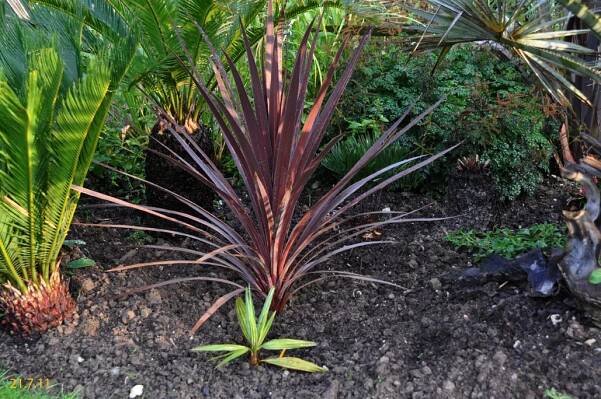 Cordyline - Exoten und Palmen Claus Willich