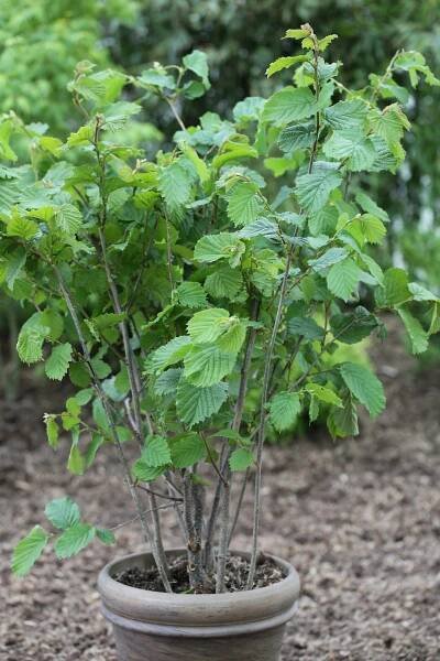 Líska lombardská (corylus avellana) Wunder von Bollweiller