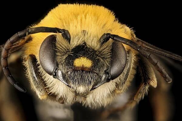Vědci zjistili, že běžně používaný pesticid ohrožuje včely samotářky - Ekolist.cz