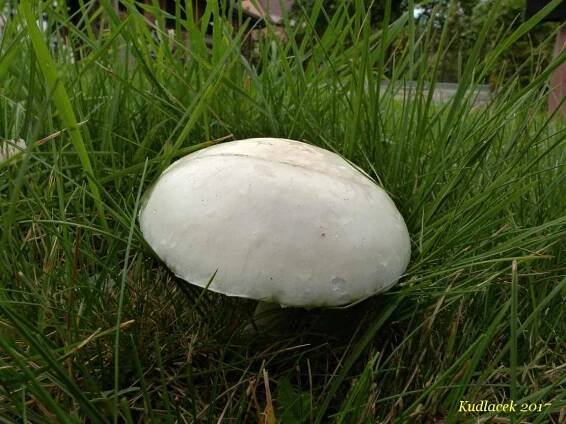 Bedla zardělá - Leucoagaricus leucothites - Kudluv fotoatlas hubKudluv fotoatlas hub