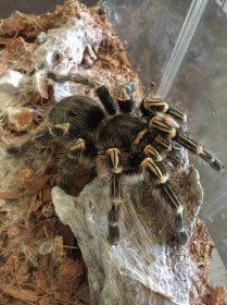 SpiderMentor – a journal about spiders found around Western PA