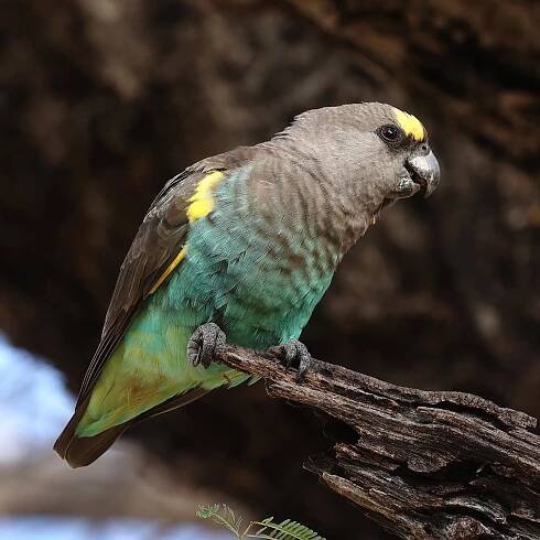 Parrots of Nata Lodge Andrew de Blocq