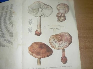 Co je to za houbu?