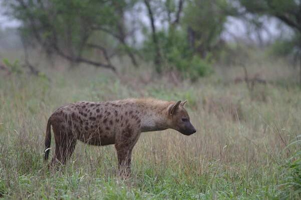 bezplatná Hyena skvrnitá stojí v travnatých porostech Krugerova národního parku v Jižní Africe. Základová fotografie