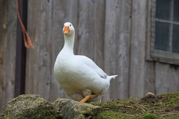 Základová fotografie na téma barnyard, divočina, dobrých životních podmínek zvířat, domácí zvíře, drůbež, dvůr, farma, farmářské