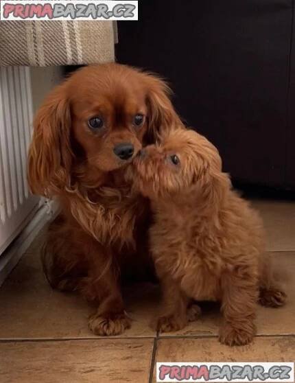 Cavapoo Psi a štěňata na prodej Sbazar Plzeň-město