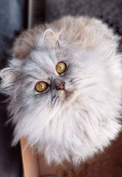 grey persian cat looking up