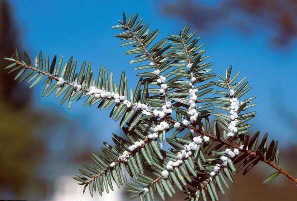 Hemlock Woolly Adelgid is in HRM