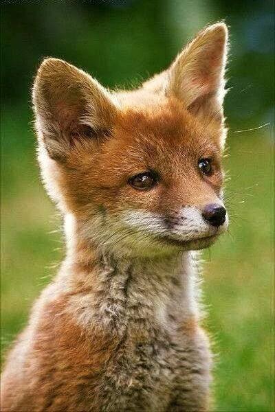 22 Just Adorable Animals Pictures For You | Cute animal photos, Animal pictures, Cute animal pictures
