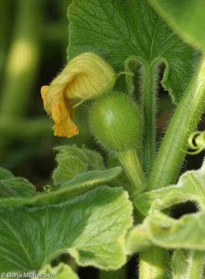Cucurbita maxima – tykev obrovská, dýně obrovská