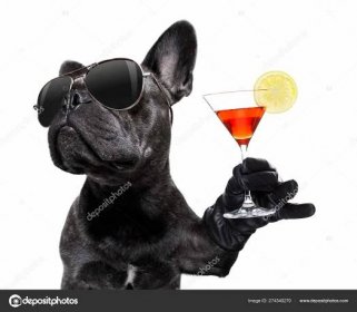 Stáhnout - Cool opilý francouzský buldochový pes povzbuzoval přípitek s Martini s koktejlem, který hledí na majitele, izolovaný na bílém pozadí — Stock obrázek