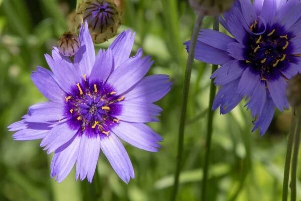 Poblekla modrá (Catananche caerulea) 