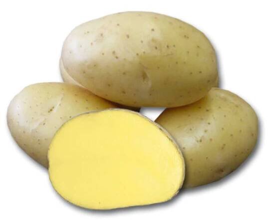 Brambory sadba DALI, žluté, 5kg