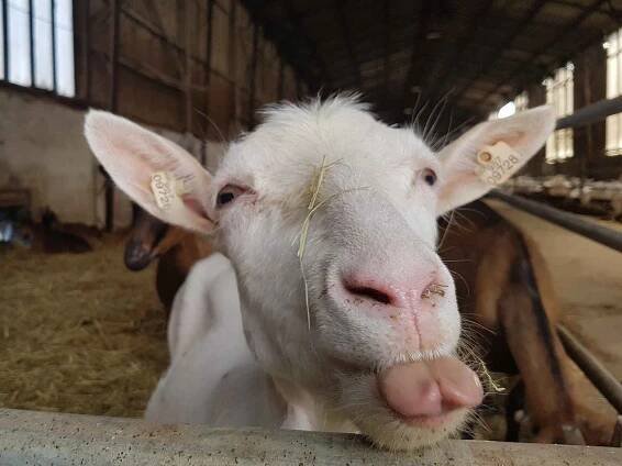 FOTO: Domácí zvířata a farmaření táhnou. Dokazují to trhy v Pěnčíně