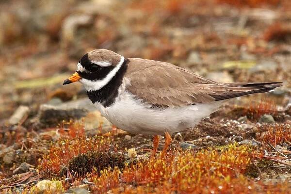 Soubor:Charadrius hiaticula Kolari.JPG – Wikipedie