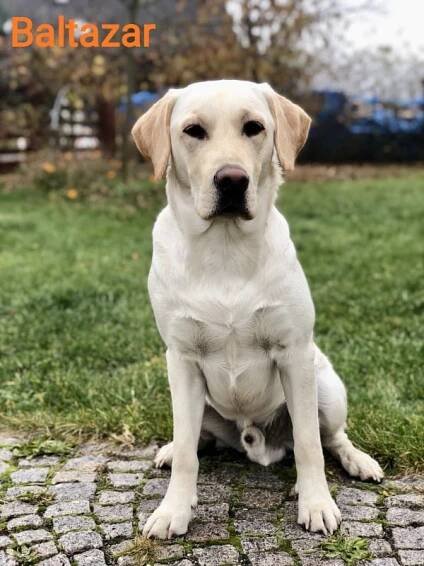 Chovatelská stanice labradorů Polepy u Kolína