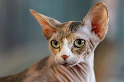 close-up of a calico sphynx cat's head