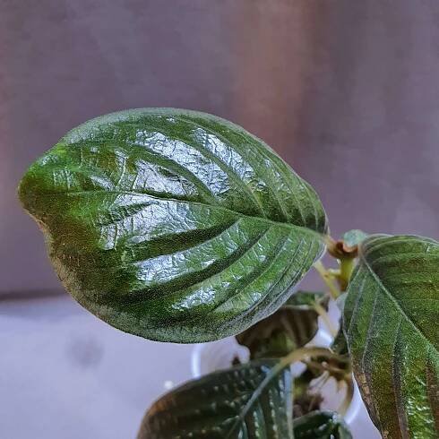 Labisia butterfly | Happy Plant Nursery