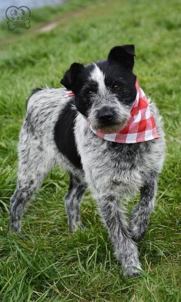 Bessie