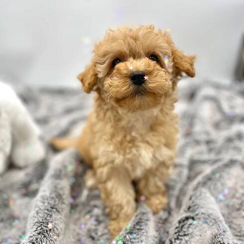 Our Breeds | Cockapoo Breeder | Cavapoochon Breeder